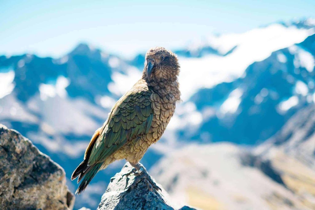 bird 2573345 1920(1)