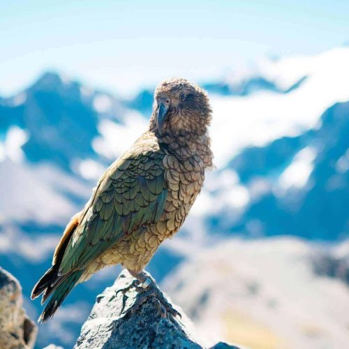 bird 2573345 1920(1)