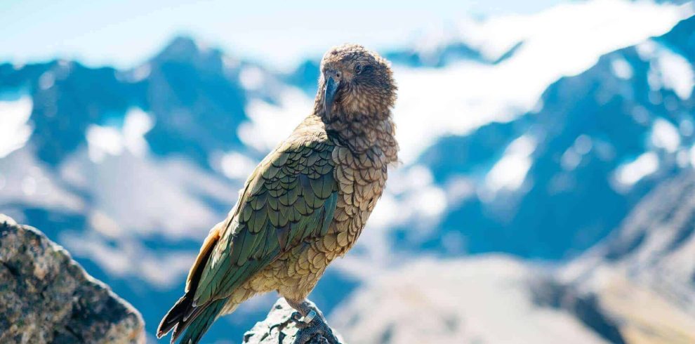 bird 2573345 1920(1)